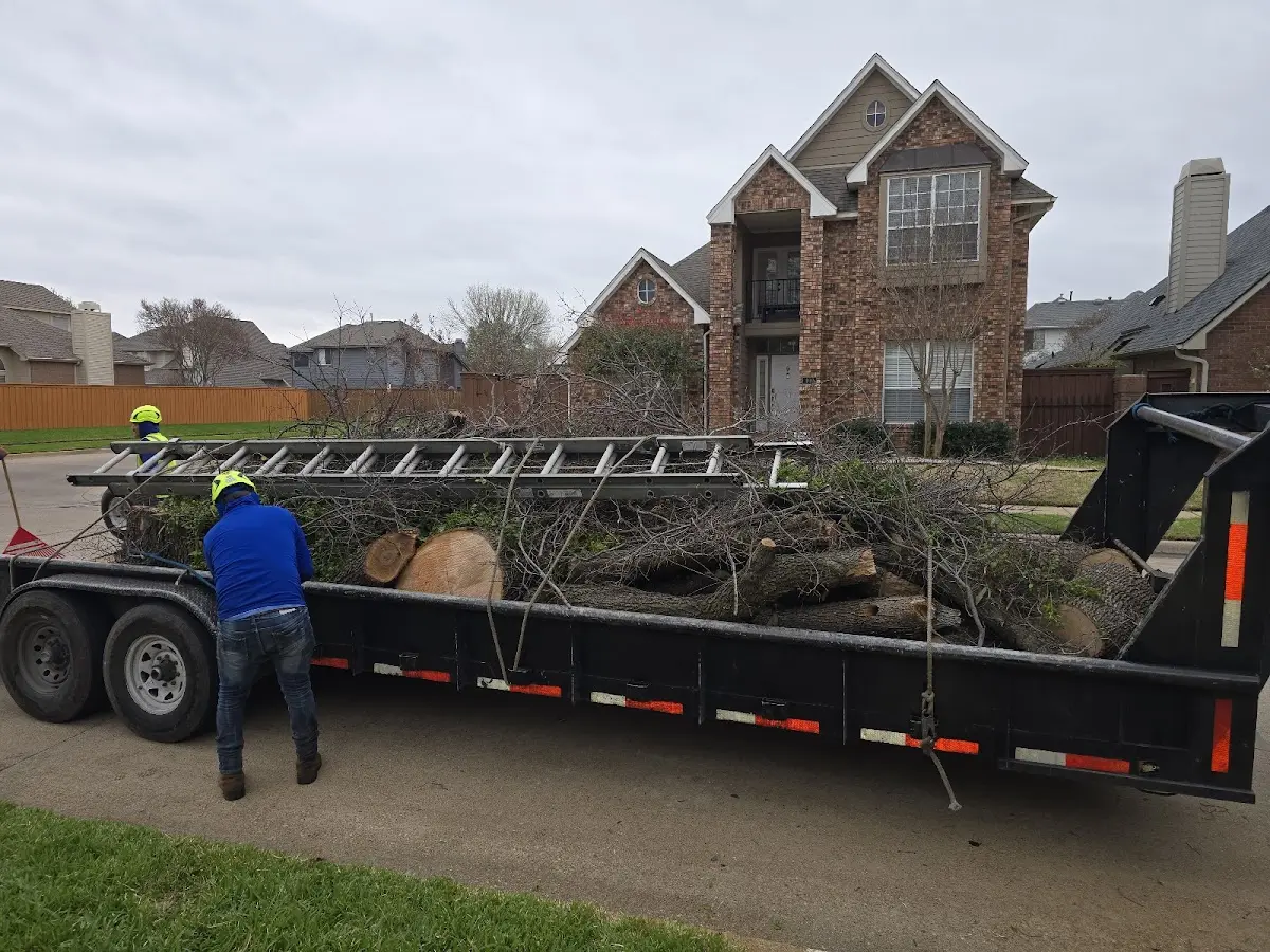 Expert Tree Pest Control with proper safety equipment in Roxbury